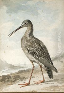 A Redshank A Redshank