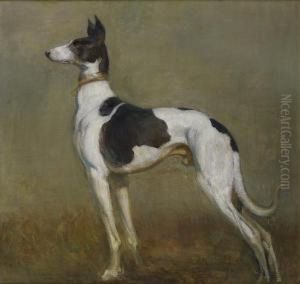 Portrait De Levrier