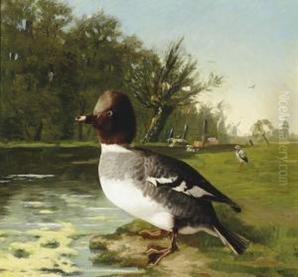 A Wild Duck - view 1