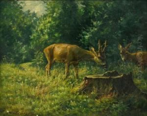 Rehbock Und Ricke Auf Waldlichtung