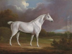 A Grey Hunter In A Wooded Landscape