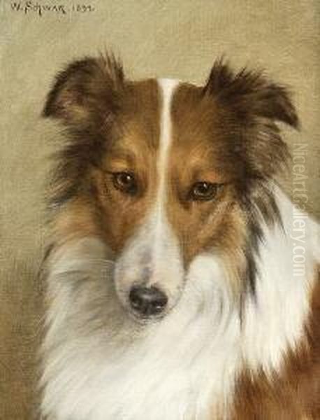 Collie. - view 1