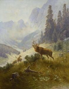 Rohrender Hirsch.