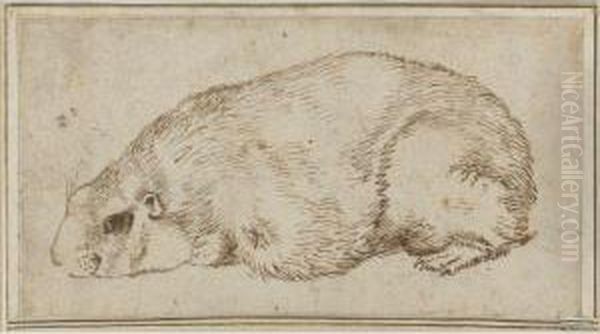 A Guinea Pig - view 1