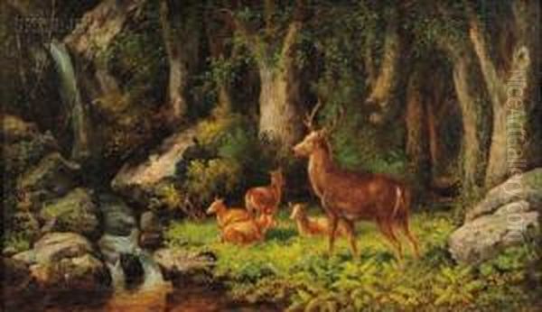 Deer In A Woodland View - view 1