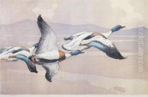 Shelduck - view 1