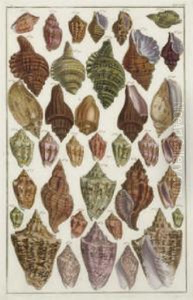 [shells]: Six Plates - view 1