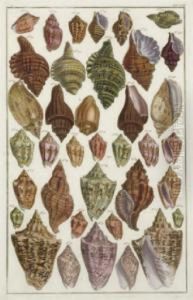 [shells]: Six Plates by Albertus Seba