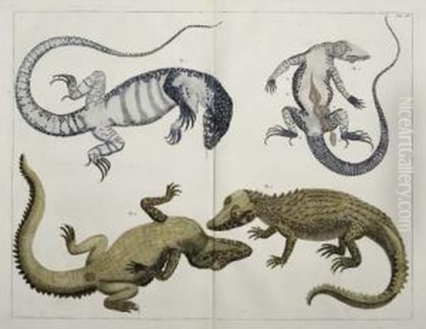 Group Of 14 Hand-colored Plates - view 1