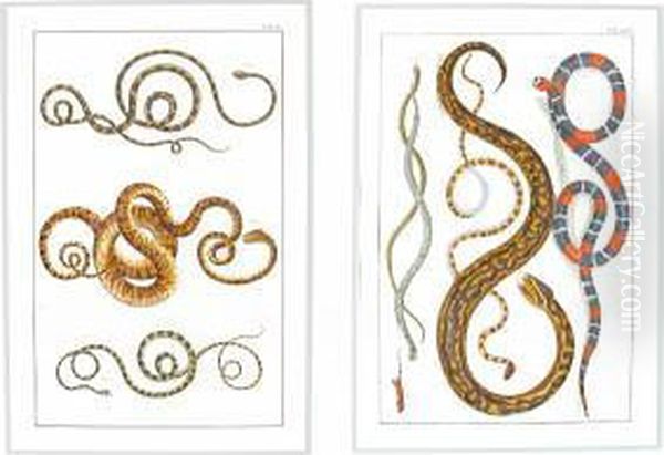 Studies Of Reptiles - view 1