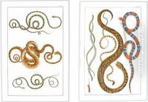 Studies Of Reptiles by Albertus Seba