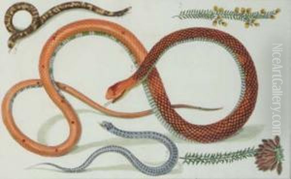 [reptile Studies]: Six Plates - view 1