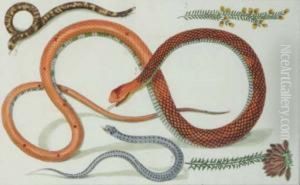 [reptile Studies]: Six Plates by Albertus Seba