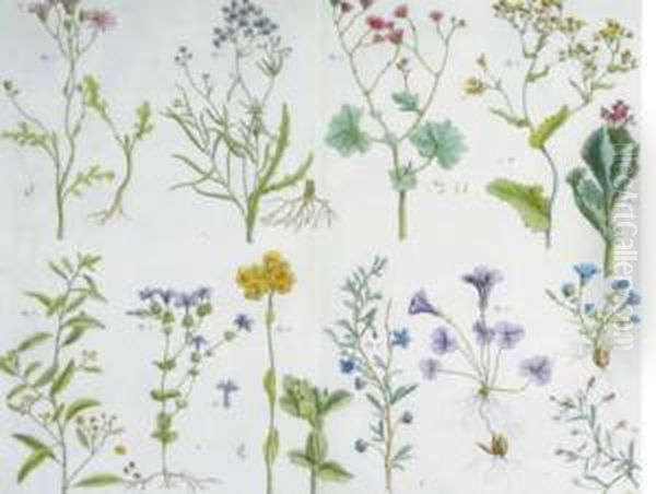 Locupletissimi Rerum Naturalium Thesauri: Four Plates - view 1