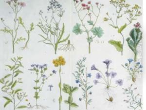 Locupletissimi Rerum Naturalium Thesauri: Four Plates by Albertus Seba