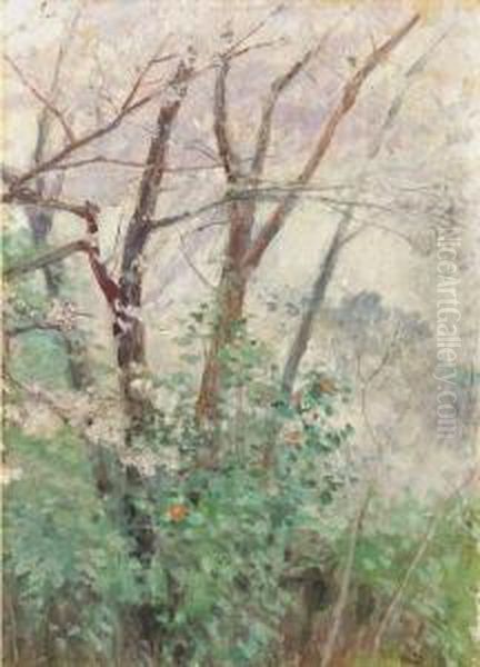 Yamazakura (wild Cherry Tree) - view 1