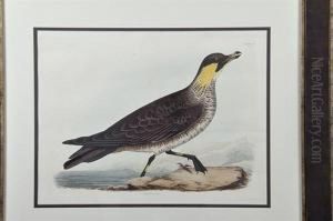 Kittiwake Pomarine