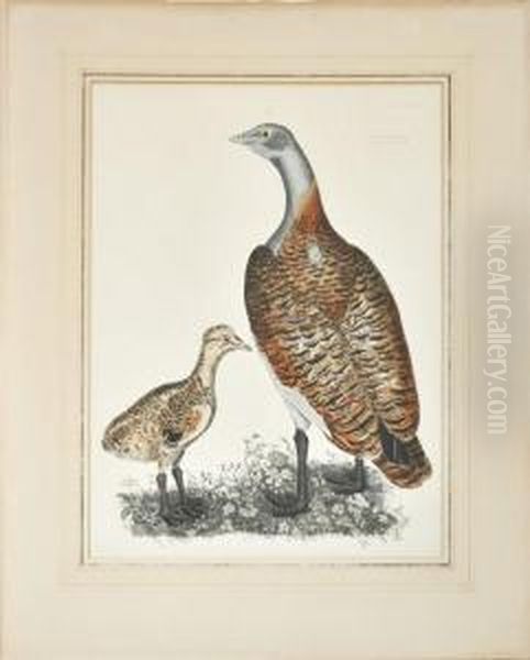 A Female And Male Bustard - view 1