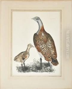 A Female And Male Bustard by Prideaux John Selby