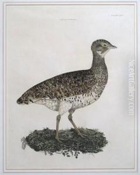 Little Bustard - view 1