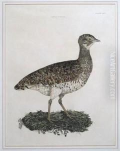 Little Bustard by Prideaux John Selby