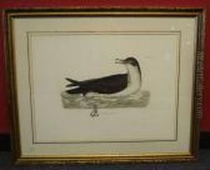 Ornithological Studies by Prideaux John Selby