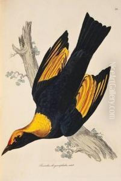 Illustrations Of Ornithology by Prideaux John Selby