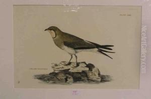 Vogel Collard Pratincole thumbnail