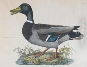 Duck And A Brent Goose by Prideaux John Selby