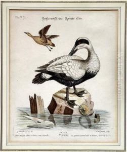 Grose Weisseund Schwarze Ente by Johann Michael Seligmann