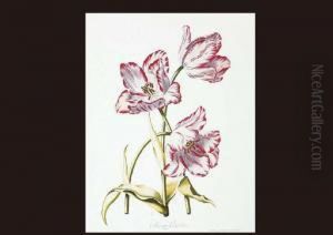 Tulip by Johann Michael Seligmann