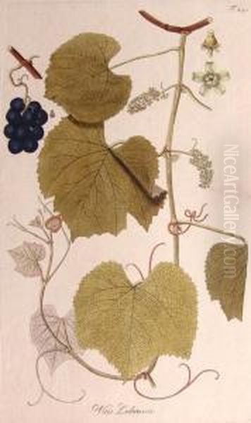 The Handcolored Botanical - view 1