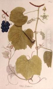 The Handcolored Botanical by Johann Michael Seligmann