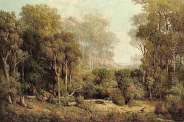 Australischer Wald - view 1