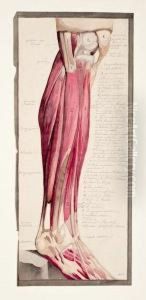 Etude De Bras Ecorche by Charles Francois Sellier
