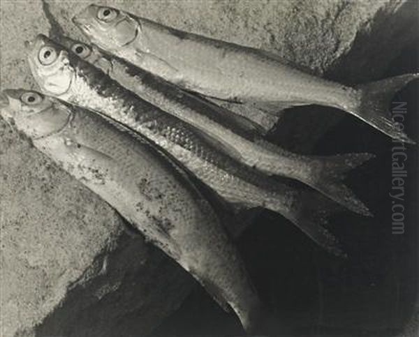 "donaufische" - view 1