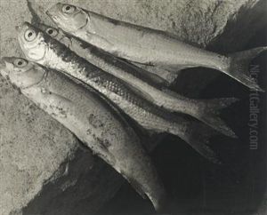 "donaufische"