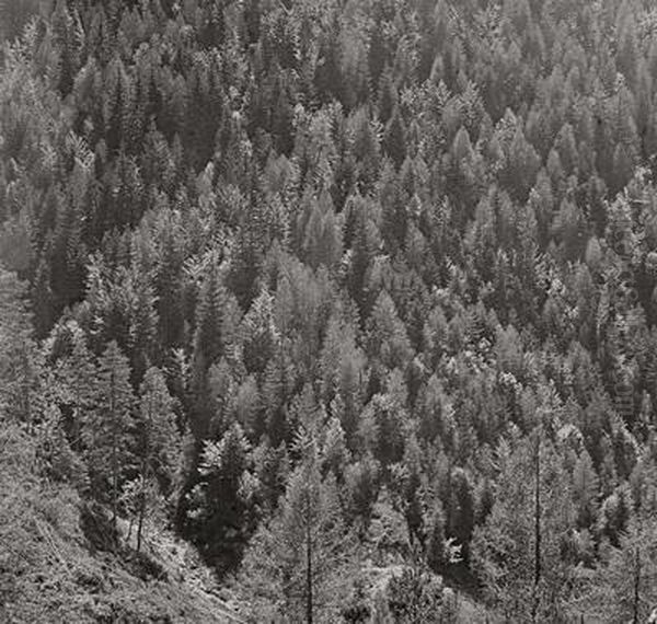Sonne Uberm Grims-wald - view 1