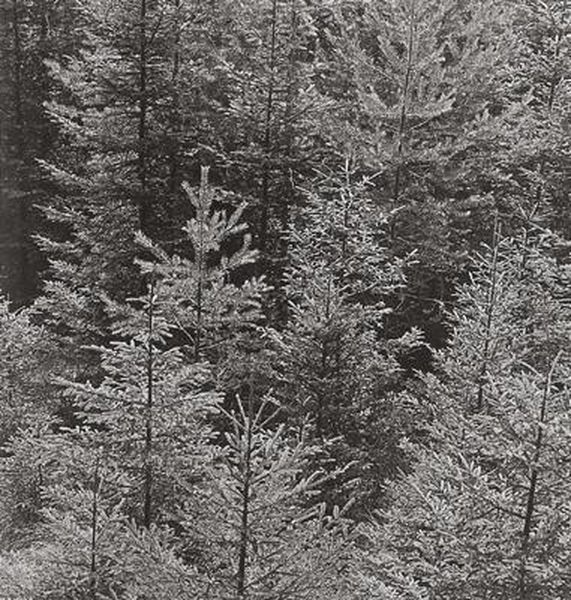 Jung-wald - view 1