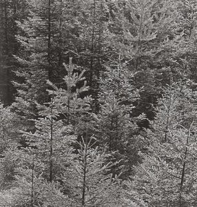Jung-wald by Franz Senkinc