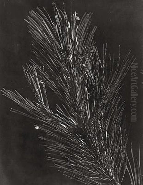 Kiefer - view 1