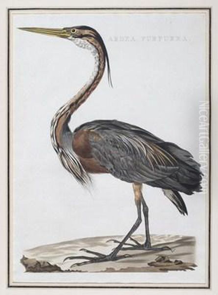 Ardea Purpurea - view 1