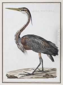 Ardea Purpurea by Jan Christiaan Sepp