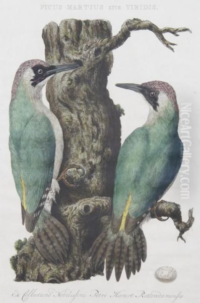 Picus Martius Sive Viripis - view 1