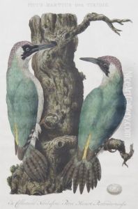 Picus Martius Sive Viripis by Jan Christiaan Sepp