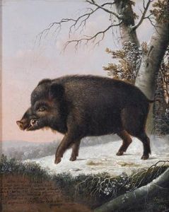 Ritratto Di Un Cinghiale by Seyfert