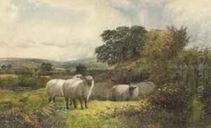 Sheep Resting In A Field On A Sunny Day