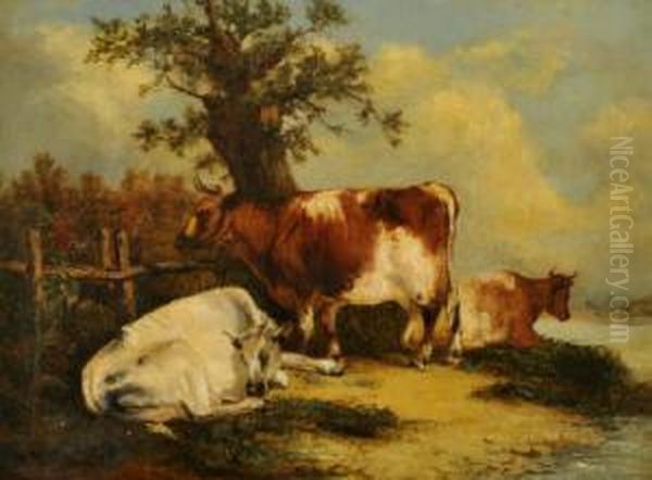 Cattle By A Wooden Fence - view 1