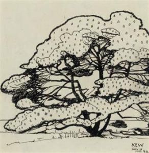 Trees By The Water, Kew Gardens by George Sheringham