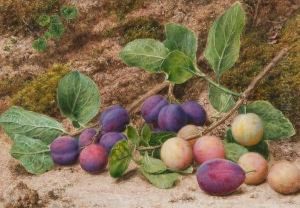 Still Life Of Plums On A Mossy Bank Still Life Of Plums On A Mossy Bank